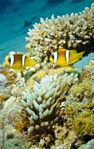 Anemone fish in the red sea