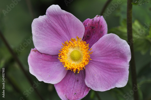Anemone