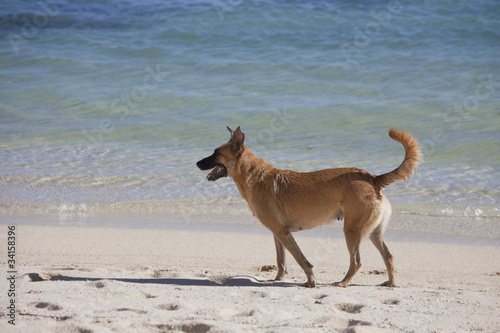 Mixed-Breed Dog on Tropical Beach © amelie