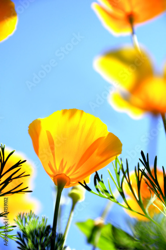 california poppy flower