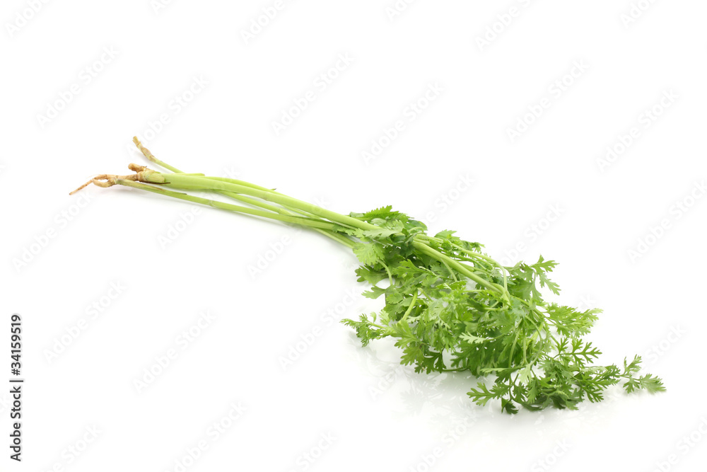 parsley isolated in white background parsley isolated in white background