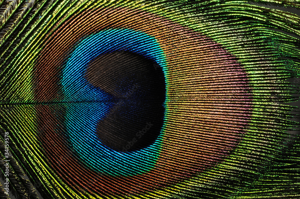 Obraz premium peacock feather