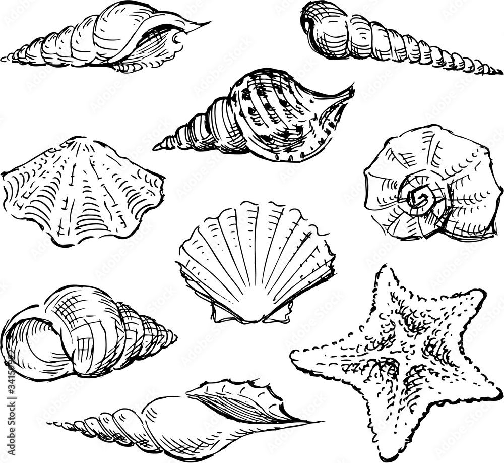 Seashells Seashells
