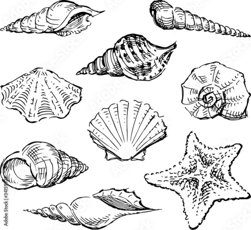 Seashells
