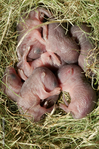 small mouse babies in  nest