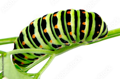 Swallowtail caterpillar photo