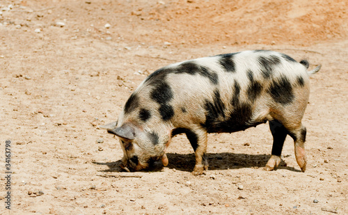A female pig