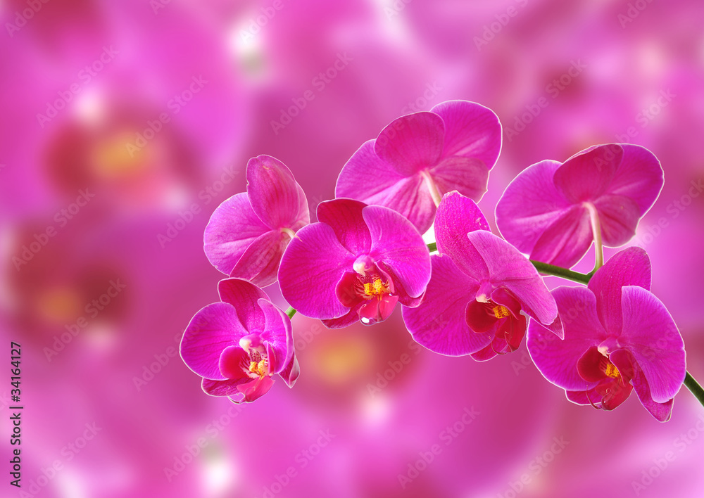 Pink orchid Pink orchid
