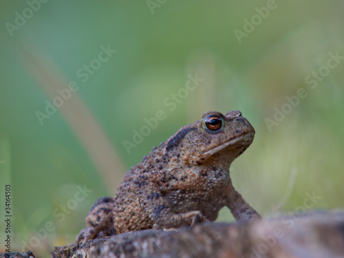 Common toad close up