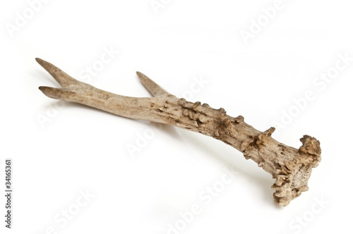 antler