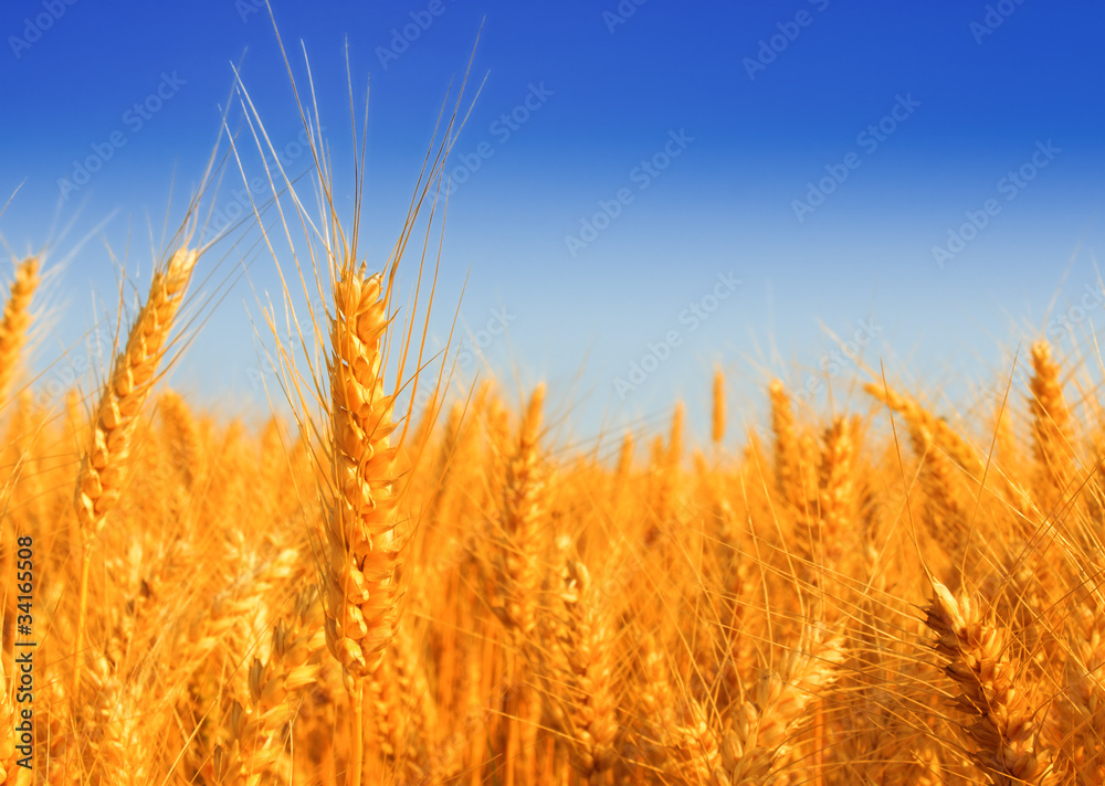 Fototapeta premium Wheat field against a blue sky