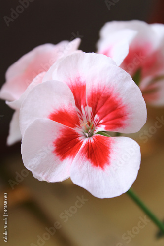 Fototapeta Naklejka Na Ścianę i Meble -  Pelargonium