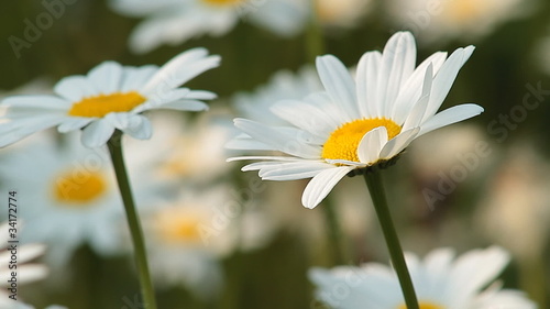 Daisies sway in the wind
