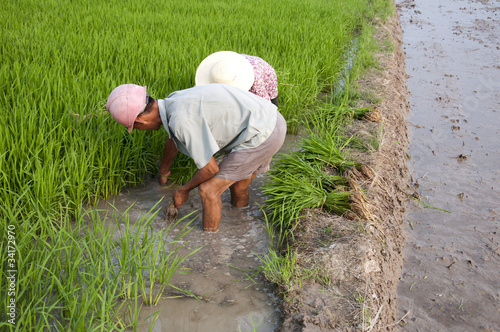 Asian peasantry grow rice
