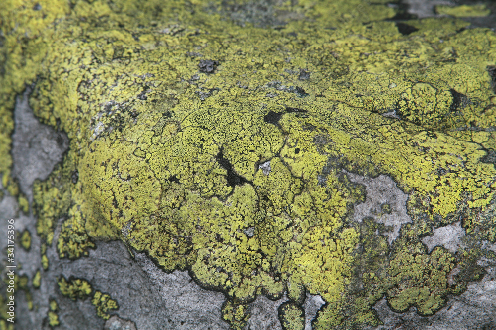 Stone's lichen