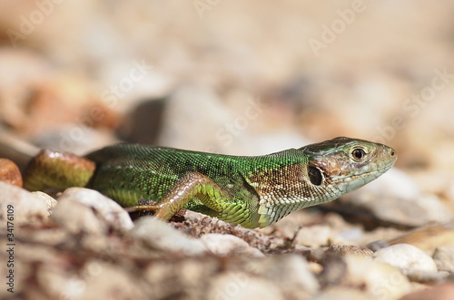 Green lizard, Lacerta