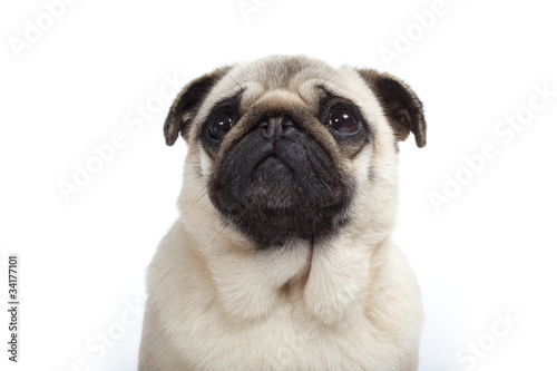 Fototapeta Naklejka Na Ścianę i Meble -  portrait d'un chien triste - sad dog