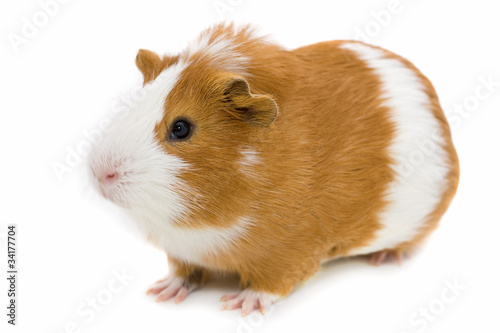 red and white guinea pig isolated on white