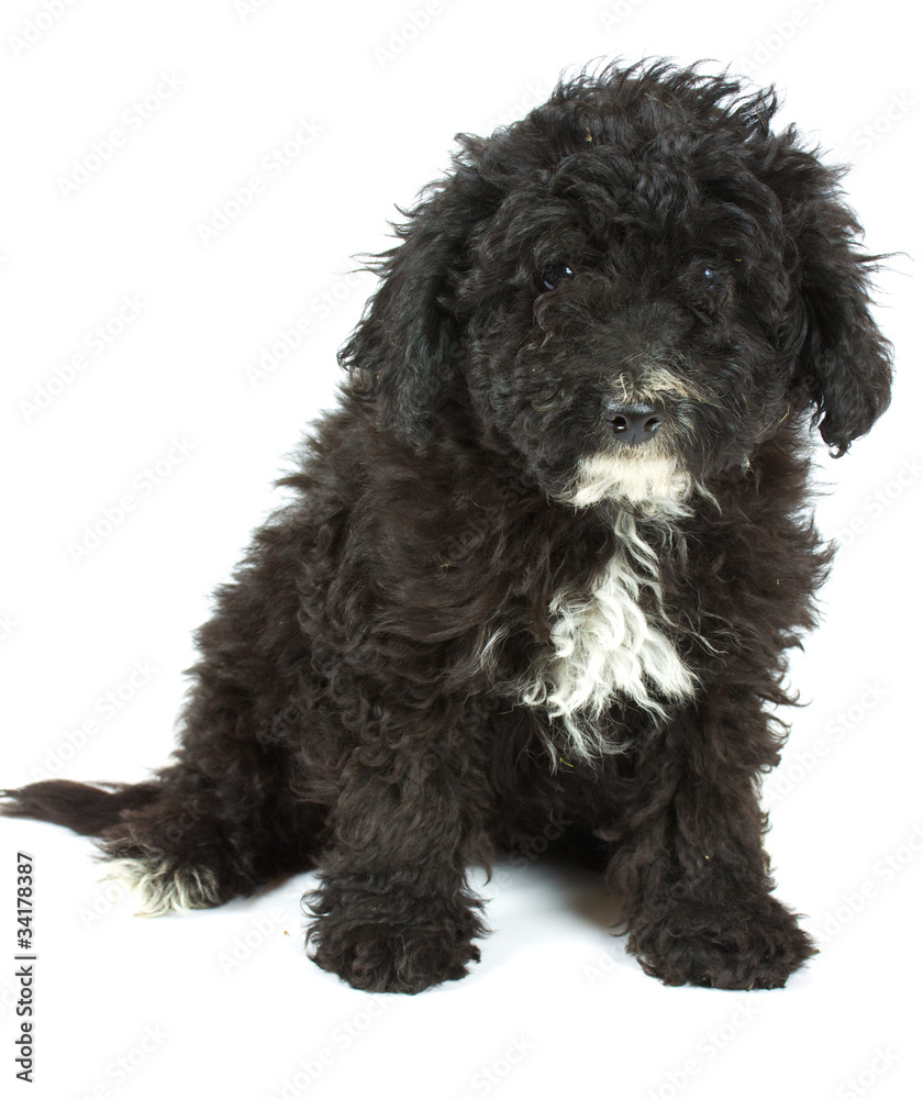 Colour lap-dog in studio Colour lap-dog in studio