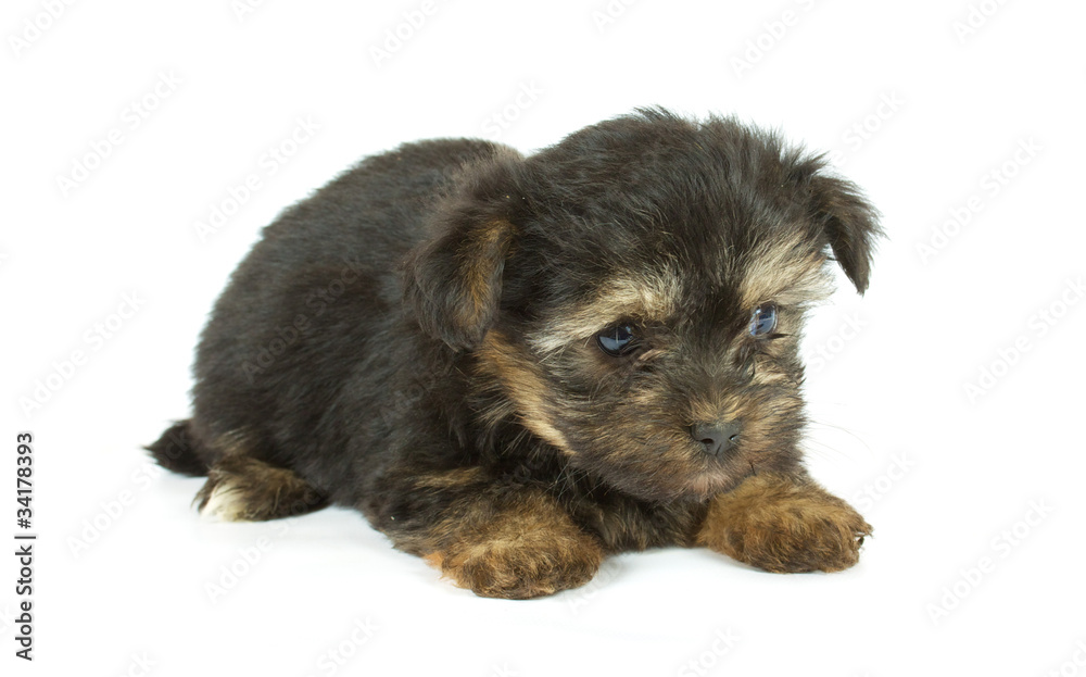 Cute pretty Yorkshire terrier puppy dog sitting. isolated