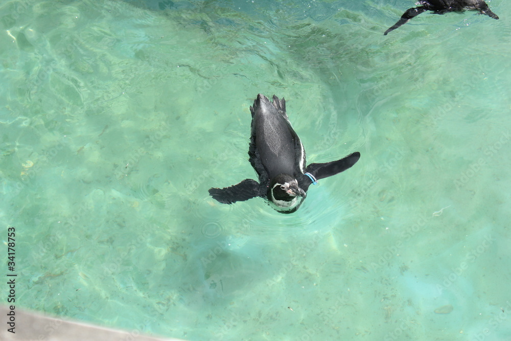 Obraz premium 泳ぐペンギン