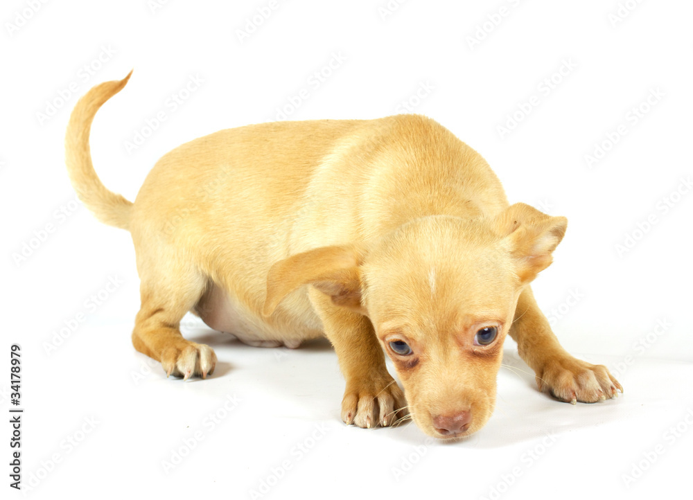 small chihuahua puppy small chihuahua puppy