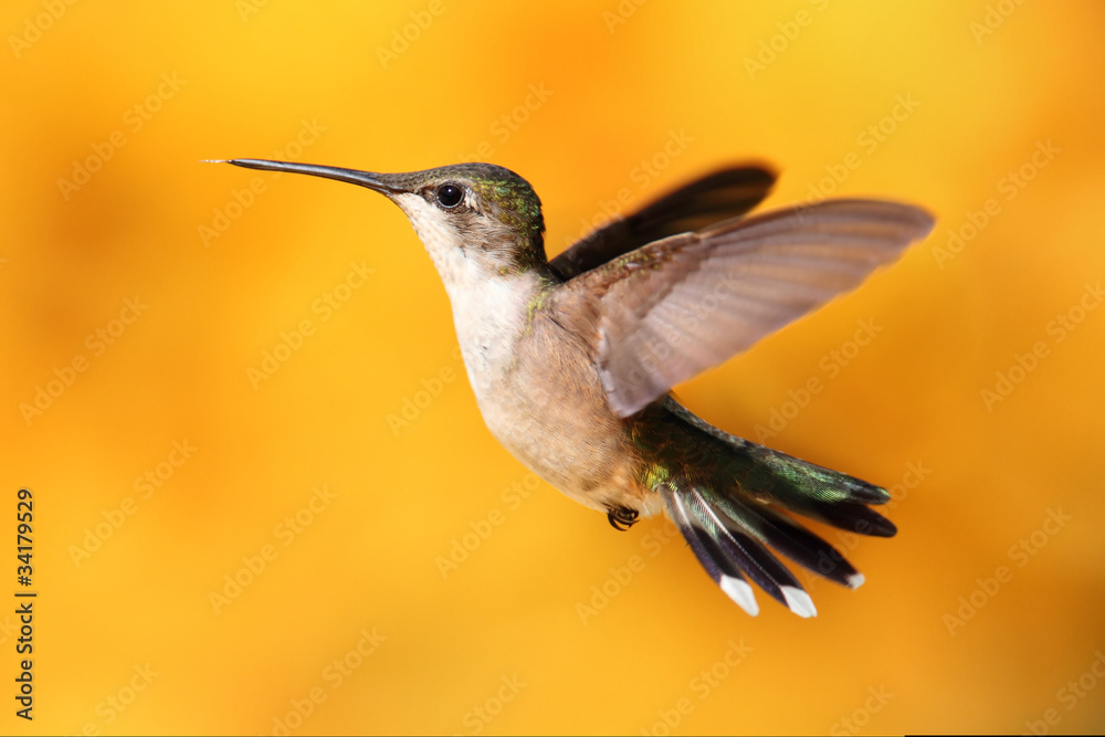 Naklejka premium Ruby-throated Hummingbird In Flight