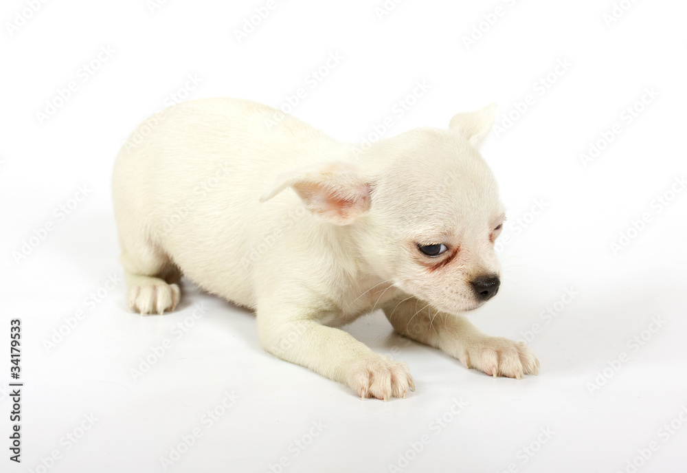 small chihuahua puppy