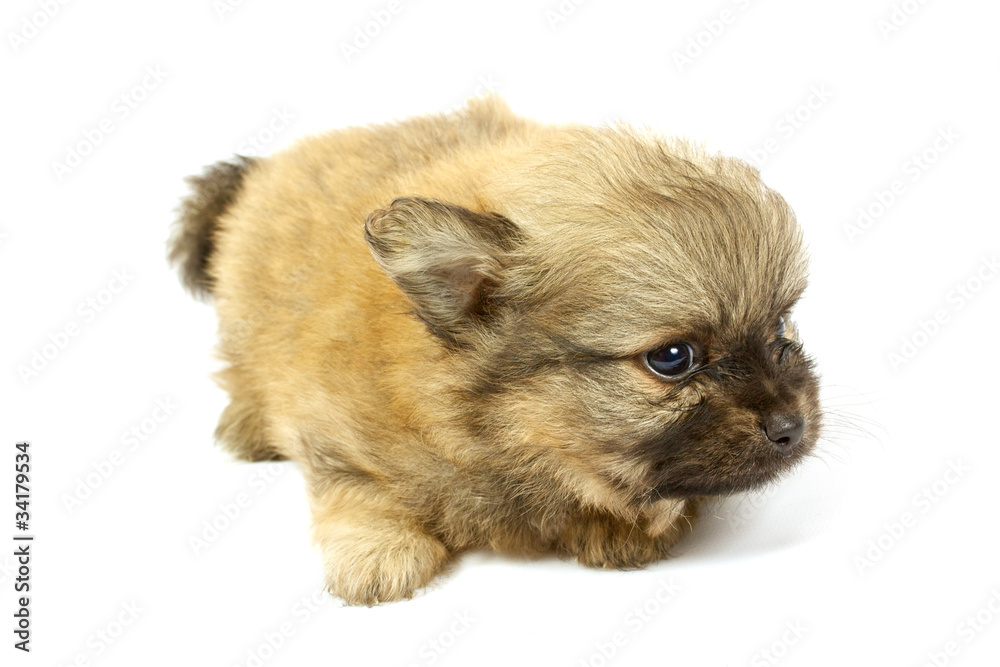 small chihuahua puppy small chihuahua puppy