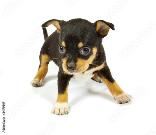 small chihuahua puppy