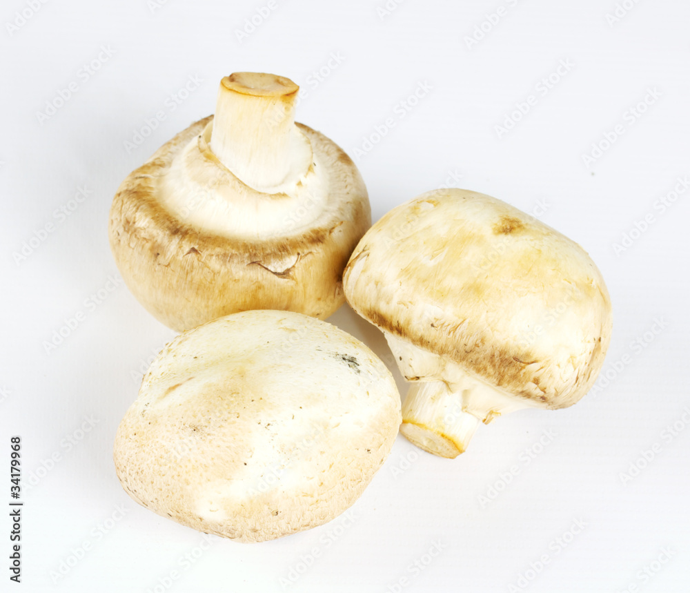 White field mushrooms isolated White field mushrooms isolated