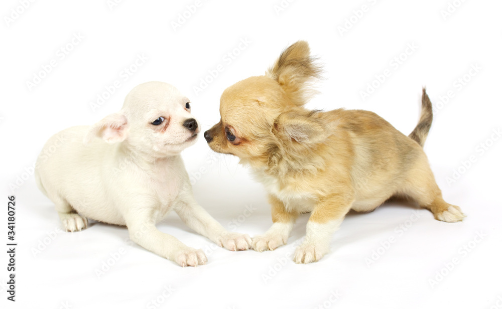 small chihuahua puppy