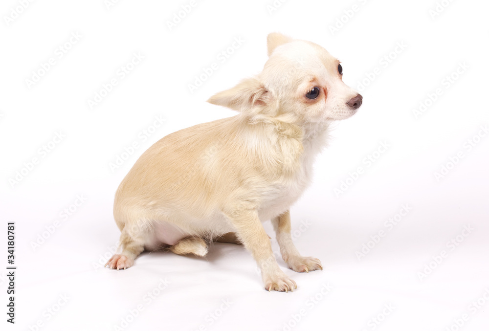 Chihuahua small puppy Chihuahua small puppy