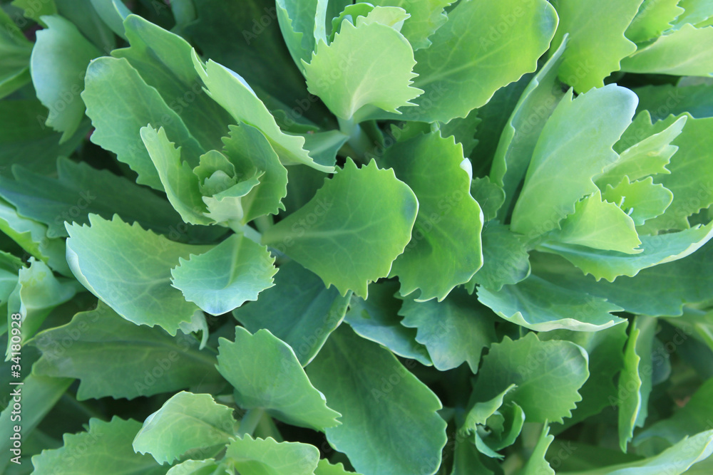 Beautiful green leaves make pattern background Beautiful green leaves make pattern background
