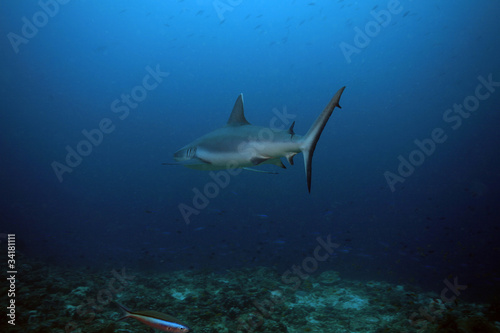Grauer Riffhai, Grey Reef Shark