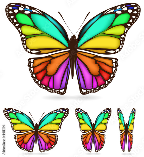 set of colorful butterfly isolated on white background