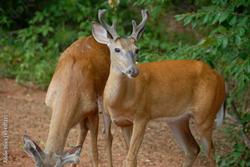 Fototapeta Naklejka Na Ścianę i Meble -  Young buck deer in the wild