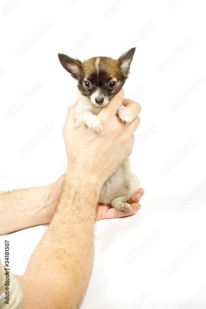 Chihuahua small puppy