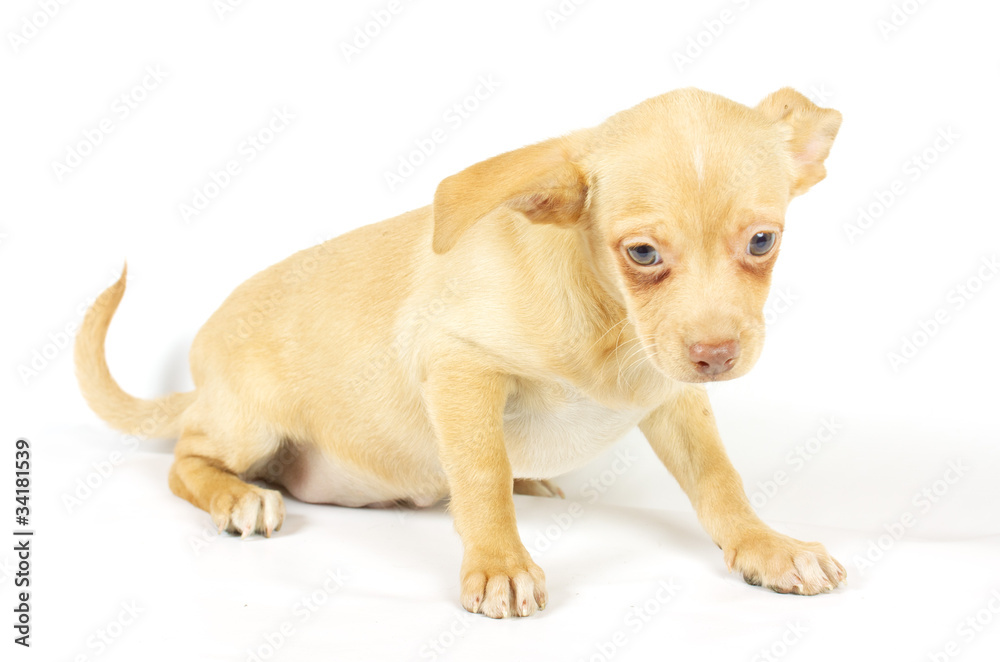 small chihuahua puppy small chihuahua puppy