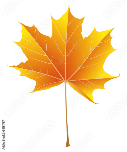 Acer platanoides automne /fr