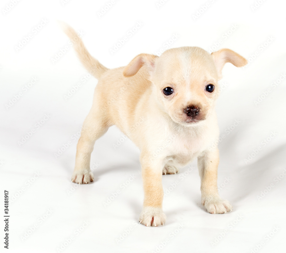 cute small chihuahua puppy sitting on white looking at camera is