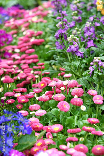 Daisy flowerbed background