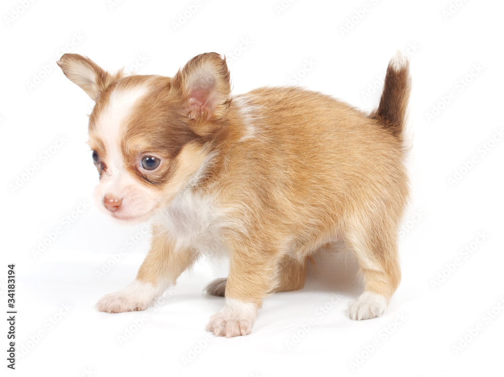 portrait of a cute purebred puppy chihuahua in front of white ba portrait of a cute purebred puppy chihuahua in front of white ba