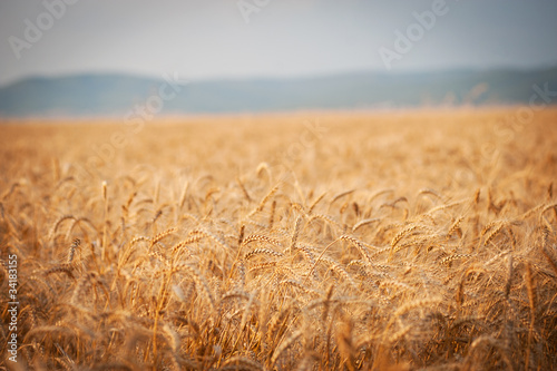 Landscape overlooking a wheat field. Harvest.