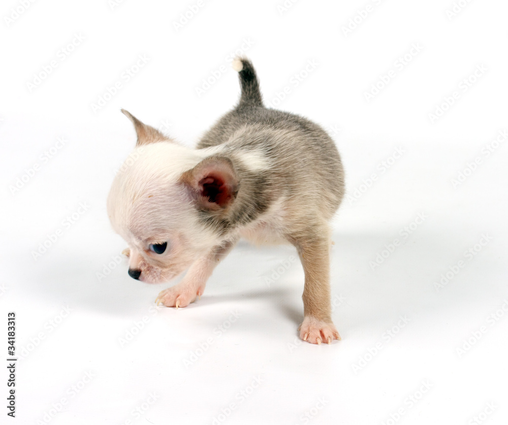 Funny puppy Chihuahua poses Funny puppy Chihuahua poses