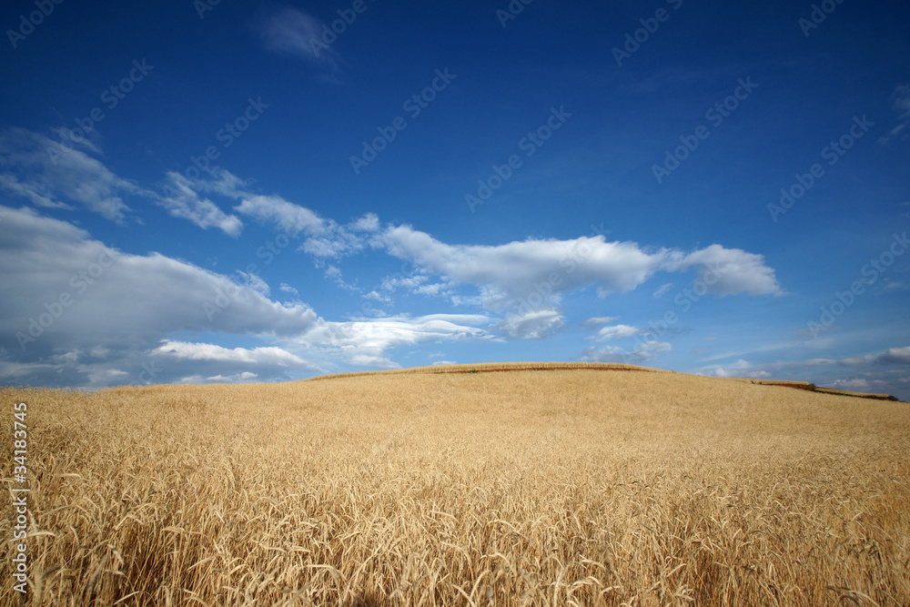 wild oat farmland with blue sky in summer