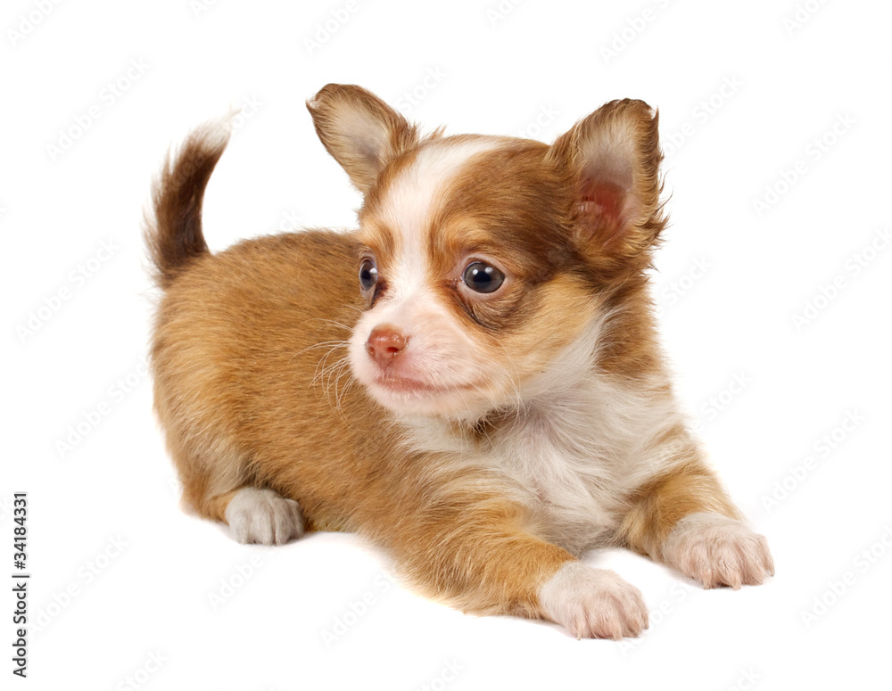 portrait of a cute purebred puppy chihuahua in front of white ba portrait of a cute purebred puppy chihuahua in front of white ba