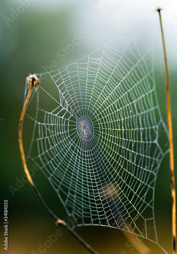 Spider's Web photo
