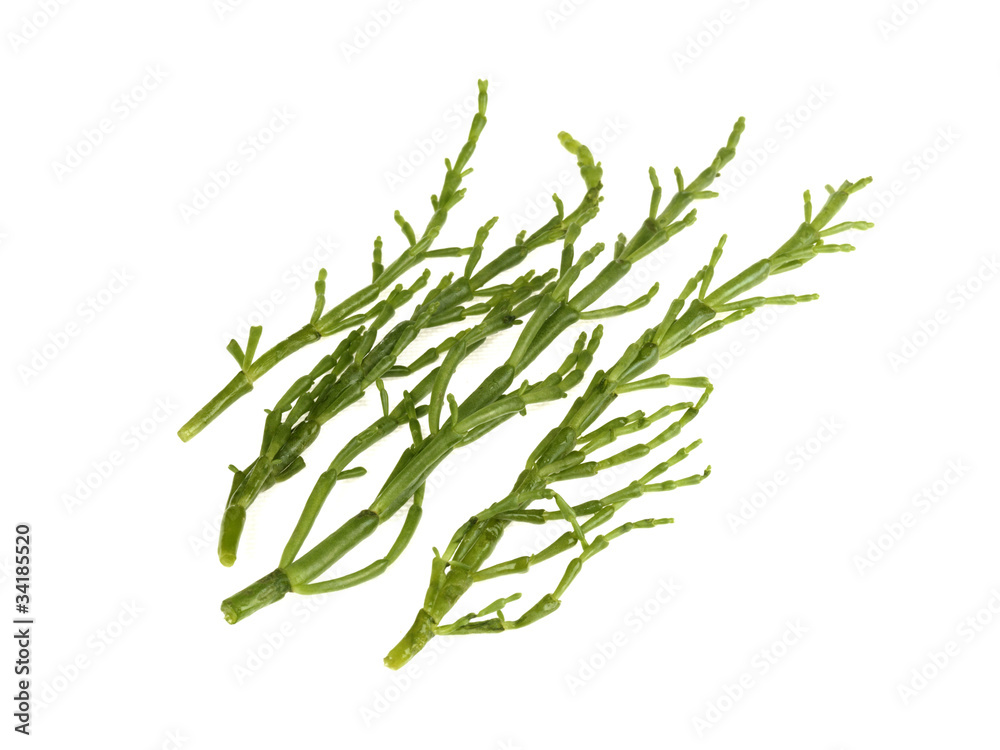 Fototapeta premium Samphire