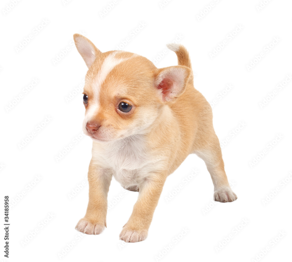 portrait of a cute purebred puppy chihuahua in front of white ba